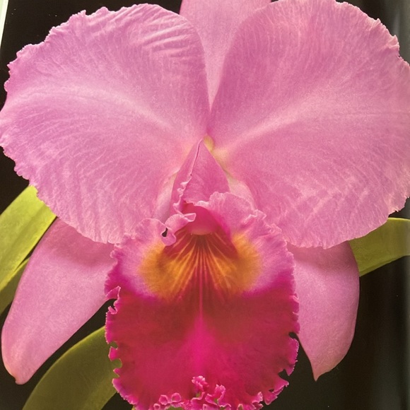 FOUR SEASONS OF ORCHIDS - Picture 5 of 10